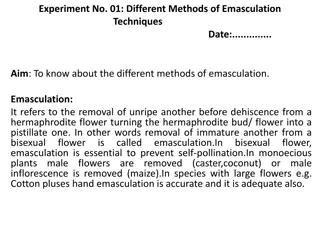 Different Methods of Emasculation Techniques
