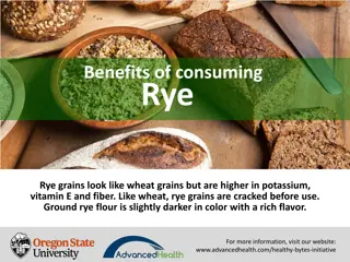 Discover the Health Benefits of Rye Grains
