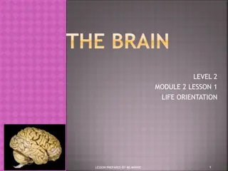 The Brain and Nervous System Functions