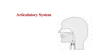 Articulatory System