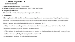 Insight into Giardia lamblia: Morphological Features, Life Cycle, and Clinical Manifestations