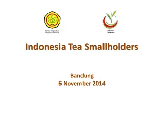Indonesia Tea Smallholders - Plantations, Ownership, and Challenges