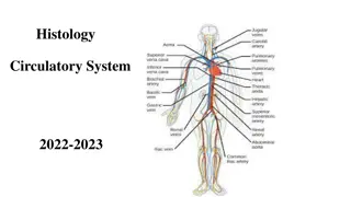 Circulatory System in Histology Studies