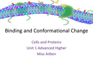 Ligand Binding and Conformational Changes in Proteins