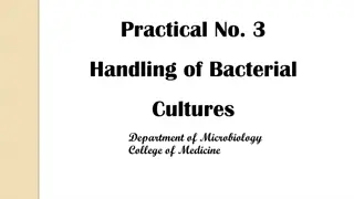 Bacterial Culture Handling in Microbiology Laboratory
