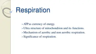 Importance of Cellular Respiration and ATP Energy Currency