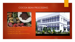 Cocoa Bean Processing: Varieties, Production, and Processing Methods