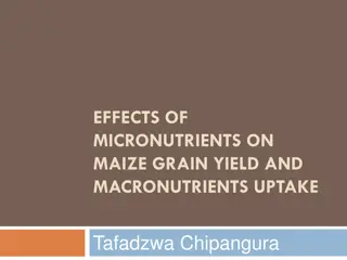 Impact of Micronutrients on Maize Grain Yield and Macronutrient Uptake
