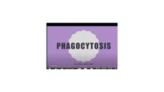 Phagocytosis Process in Immune Response