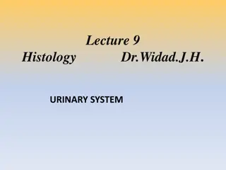 Functions of the Urinary System