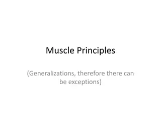 Muscle Principles and Generalizations