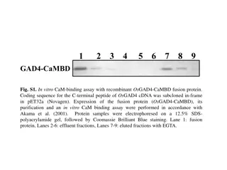 GABA Content Comparison in Genome-Edited Plants