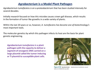 Agrobacterium tumefaciens: Plant Pathogen & Genetic Engineering Tool