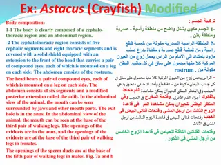 Astacus Crayfish Anatomy and Systems Overview