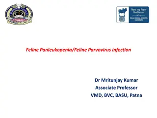 Feline Panleukopenia & Parvovirus Infection