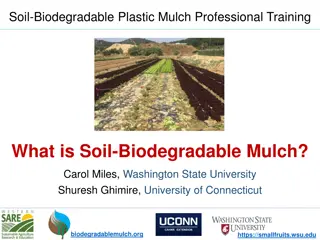 Soil-Biodegradable Plastic Mulch for Sustainable Agriculture