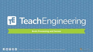 Sensory Processing in Animals and Humans