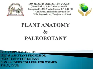 Plant Biology Insights: Tissues, Photosynthesis, and More