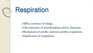Respiration: ATP, Mitochondria, and Energy Production
