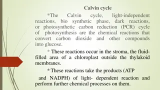 Calvin Cycle in Photosynthesis