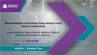 Bioremediation of Uranium from Nuclear Waste Using Cyanobacteria