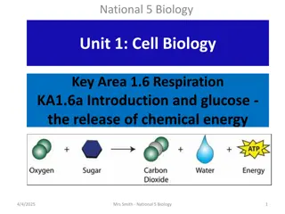 Cell Respiration and Glucose in Biology