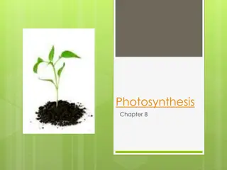 Insights into the Process of Photosynthesis and Its Discoveries