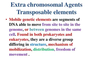 Transposable Elements: Structure, Mobility, and Function