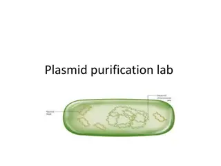 Bacterial Plasmids: Types, Features, and Applications