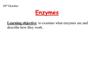 Enzymes and Their Importance in Living Organisms