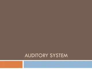 Auditory System