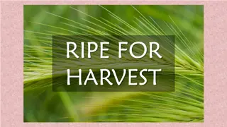 Ripe for Harvest: Souls Ready for the Harvest