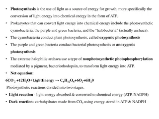 Prokaryotes and Bacterial Photosynthesis Overview
