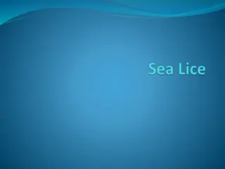 Effects of Sea Lice on Salmon Populations in New Brunswick