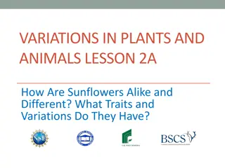 Exploring Sunflowers: Traits, Variations, and Key Ideas