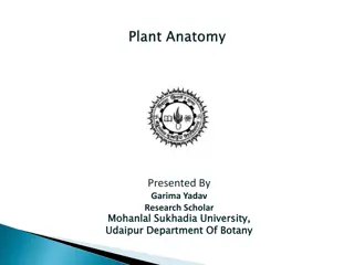 Plant Tissue Systems and Functions in Botany Study