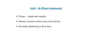 Plant Tissues and Growth Patterns in Plants and Animals