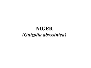 Niger: A Versatile Oilseed Crop with Tribal Significance in India