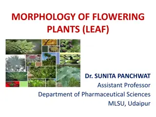 Exploring the Morphology of Flowering Plants: Leaf and Flower Structures