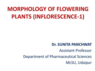 Morphology of Flowering Plants: Inflorescence Patterns Explained