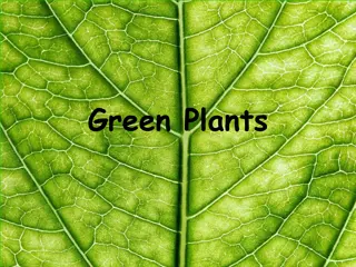 Plant Life Cycle and Growth Processes Explained