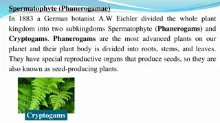 Spermatophytes: Phanerogams vs. Cryptogams & Angiosperms vs. Gymnosperms