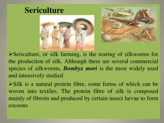 Silk Farming and Types of Silk - A Comprehensive Overview