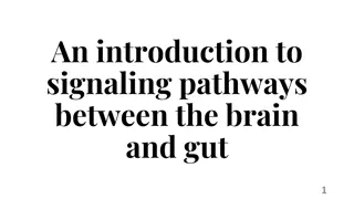 Unveiling Signaling Pathways Between Brain and Gut