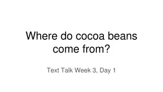 Cocoa Beans Origin: Where Do They Come From?