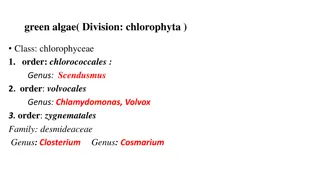 Green Algae - Characteristics and Genus Overview