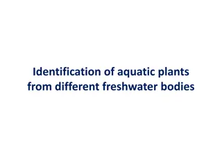 Aquatic Plants Identification in Freshwater Bodies