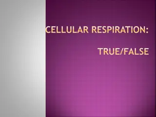 Cellular Respiration Process and Energy Transformation