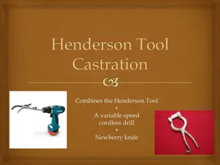Innovative Bull Castration Method with Henderson Tool