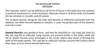 Understanding the Muscular System - Myology Overview
